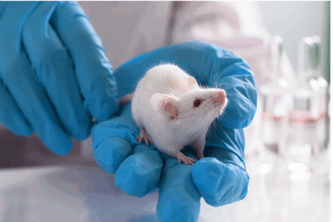 Animal Study and Preclinical